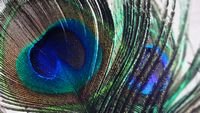 pic for Peacock Feather 